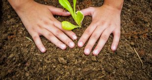 duas mãos afofam a terra em volta de uma muda recém-plantada em Cotia em celebração do Dia Mundial do Meio Ambiente