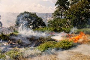 queimada consumindo vegetação em Cotia 