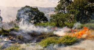 queimada consumindo vegetação em Cotia