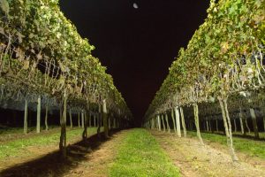 foto noturna de vidreiras  da Vinícola Goés