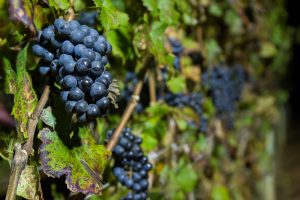 uvas Cabernet Franc em videira da Vinícola Goés