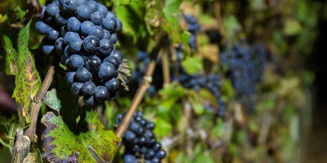 uvas Cabernet Franc em videira da Vinícola Goés