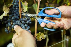 detalhe das mãos de uma pessoa colhendo uvas com uma tesoura na Vinícola Goés