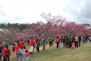 entro Esportivo Kokushikan Daigaku com cerejeiras floridas lotado de visitantes