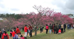 entro Esportivo Kokushikan Daigaku com cerejeiras floridas lotado de visitantes
