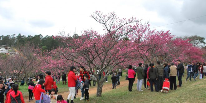 entro Esportivo Kokushikan Daigaku com cerejeiras floridas lotado de visitantes