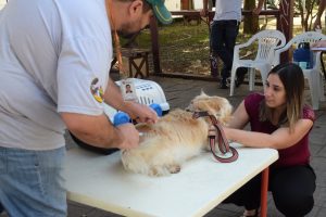 um cãozinho recebendo vaicna contra a raiva em são roque