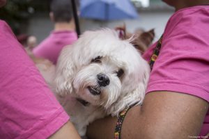 um lhasa apso no colo de uma mulher em cotia