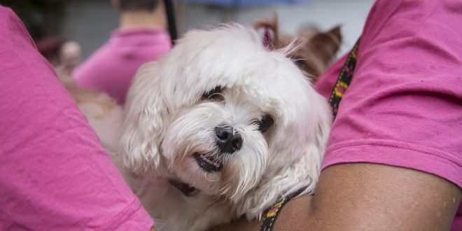 um lhasa apso no colo de uma mulher em cotia