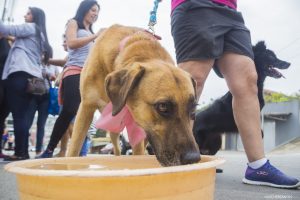 um cachorro bebe água durante a caminhada