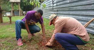 homens plantando muda em cotia