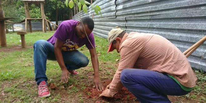 homens plantando muda em cotia