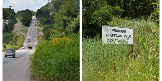 montagem com duas fotos de placas de trânsito na Rodovia Lívio Tagliassachi parcialmente cobertas pela vegetação