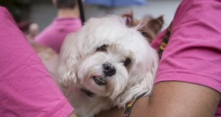 um cãozinho branco no colo da dona na fila de castração