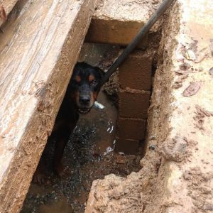cachorro preso em tubulação