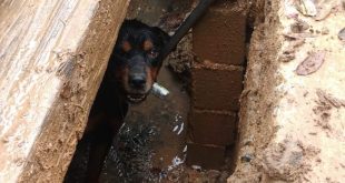 cachorro preso em tubulação