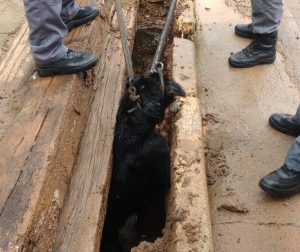 cachorro preso em tubulação