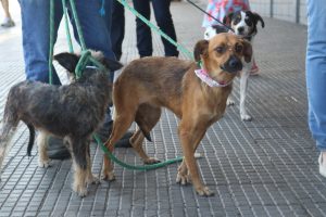 dois cachorros na 1ª feira de adoção de cães e gatos