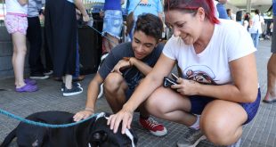mulher e garoto afagam cão na 1ª feira de adoção de cães e gatos
