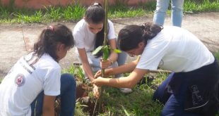 crianças plantando mudas