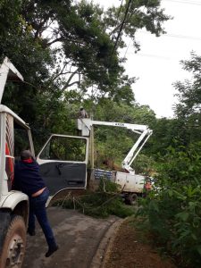 máquinas trabalhando em árvores no maylasky