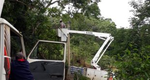 máquinas trabalhando em árvores no maylasky