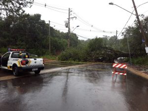 estrada dos pereiras interditada por queda de árvore