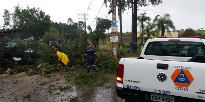 homens trabalhando em remoção de árvore na estrada dos pereiras