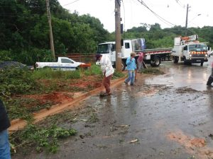 homens trabalhando em remoção de árvore na estrada dos pereiras