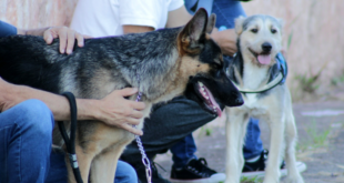 Caravana da Saúde Animal terá castração, vacinação e orientações para tutores de pets em Cotia
