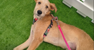 Raposo Shopping promove feira de adoção em parceria com a ONG Projeto Amora Movimento Animal