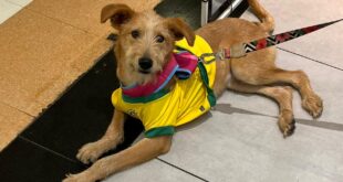 Raposo Shopping e Projeto Amora Movimento Animal promovem feira de adoção que promete transformar vidas