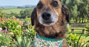 Adoção de pets acontece neste sábado em Vargem Grande Paulista
